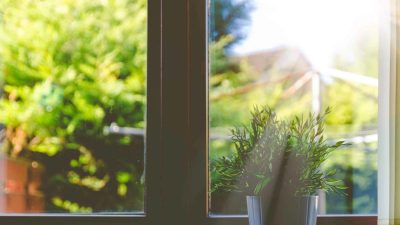 light shining through window on a plant